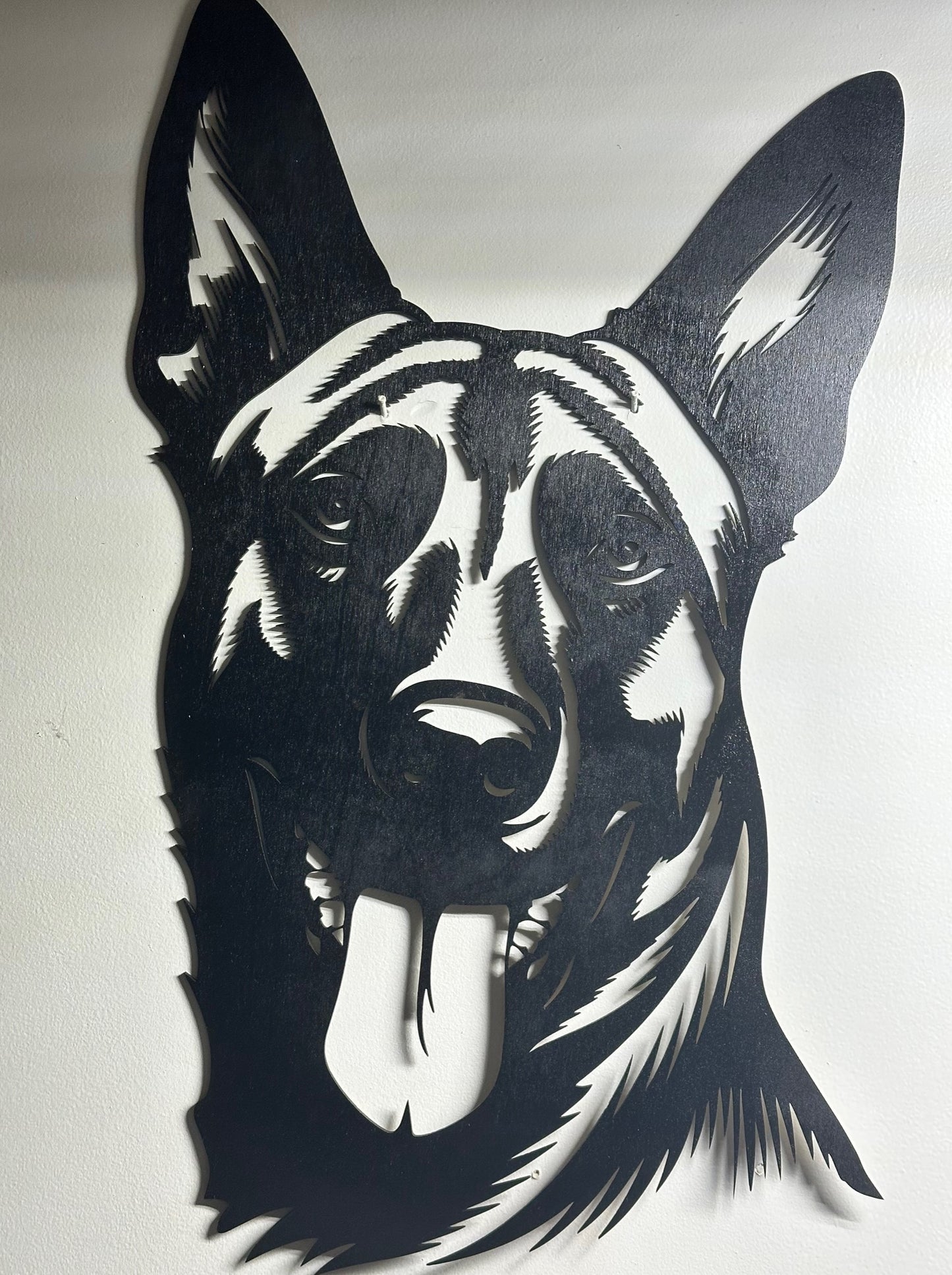 Belgian Malinois Head